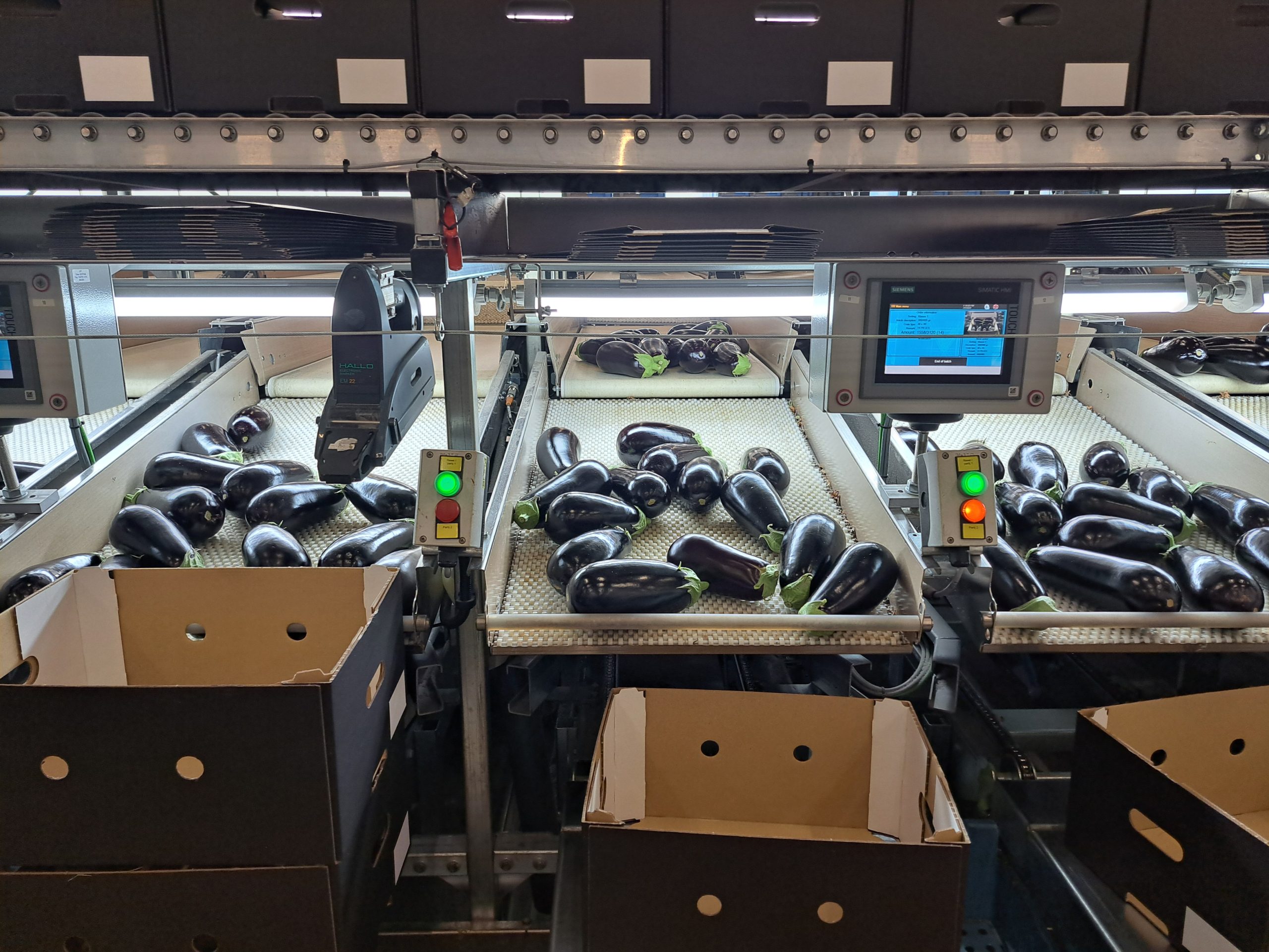 Aubergines op de band bij kwekerij Greenbrothers